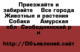 Приезжайте и забирайте. - Все города Животные и растения » Собаки   . Амурская обл.,Свободненский р-н